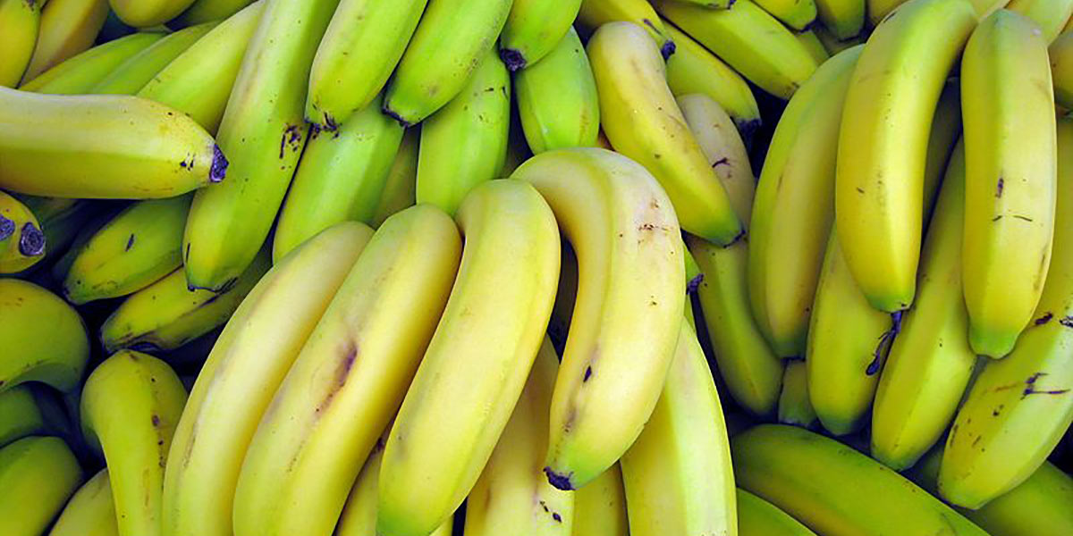 Banane Ecuador, produttori in allerta per El Niño